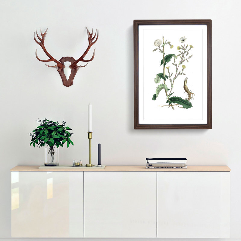 Wild Lettuce Illustration - Picture Frame Painting Print, 36cm H x 27cm W x 2cm D, Walnut Framed