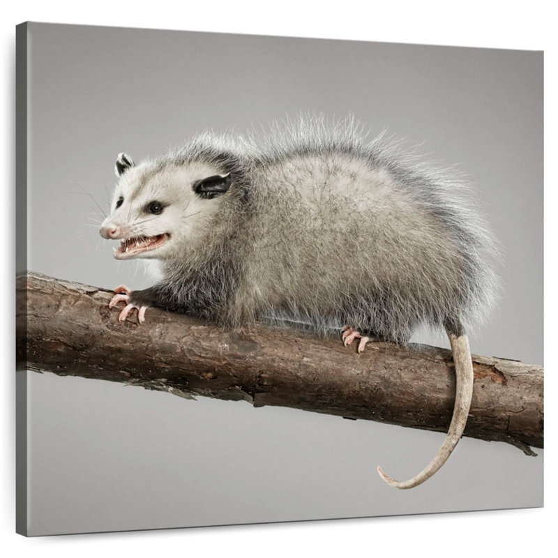 Brampt Snarky Opossum, 30'' H x 30'' W