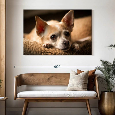 Chihuahua au repos Brampt