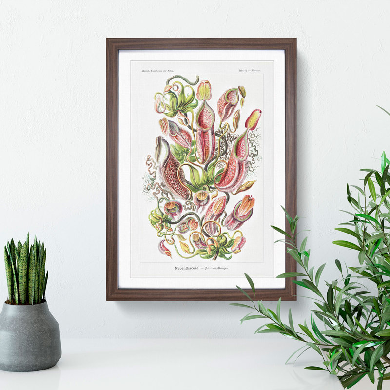 Pitcher Plants by Ernst Haeckel - Picture Frame Painting, Walnut Framed, 36cm H x 27cm W x 2cm D