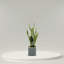 20 "plante faux agave serpent