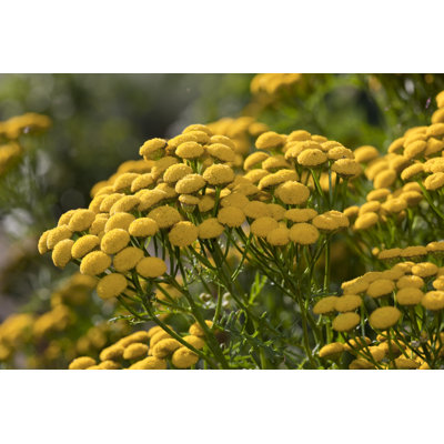 Tansy (Tanacetum Vulgare) par Ayimage