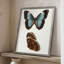 Reproduction encadrée de papillons bleus antiques IV - bois massif-2131606875
