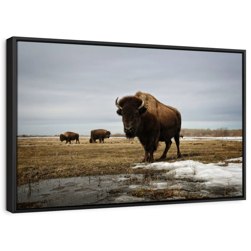 Bison Cloud Day Canvas Print, 13" H x 19" W