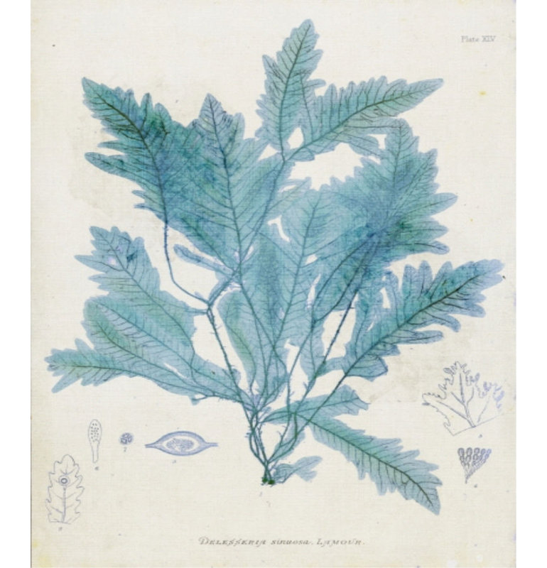 «Delesseria» par Henry Bradbury - impression, Extérieur, H 26 po x l 18 po x P 1,5 po