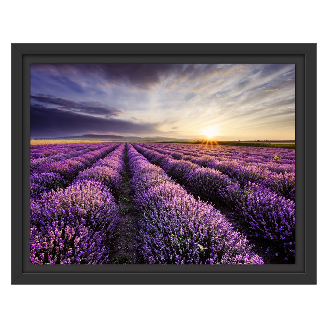 Gerahmtes Wandbild Traumhafte Lavendel Provence