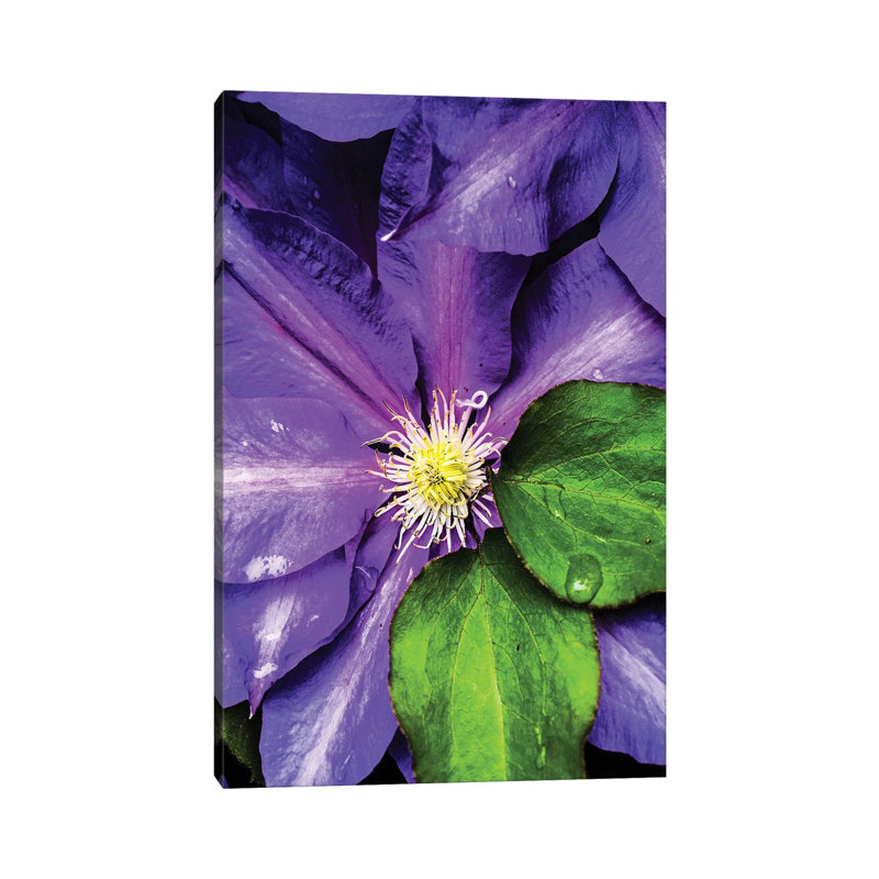 Clematis Spring by Heidi Bannon - Wrapped Canvas Print
