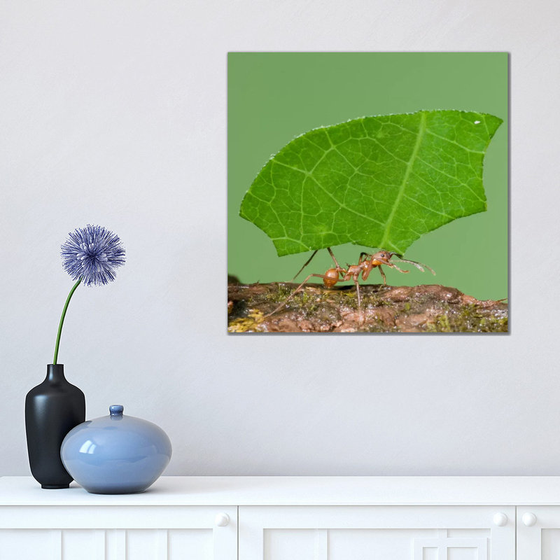 Leafcutter Ant Carrying Leaf, Costa Rica III 1 Piece Wrapped Canvas Wall Art, 45.72 cm H x 45.72 cm W x 1.91 cm D