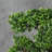 4" Bonsai Tree in Pot