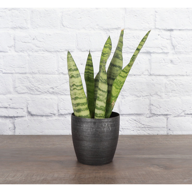 Live Zeylancia Snake Plant in Classic Pot, Brushed Silver