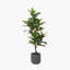 130cm Faux Magnolia Tree in Fibrestone Pot