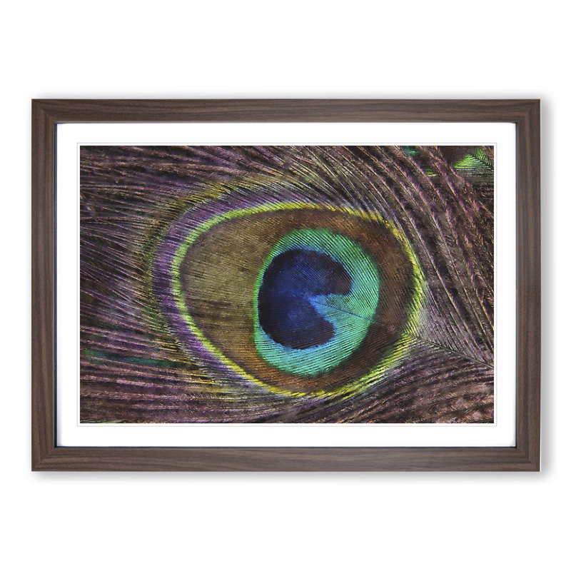 Peacock Feather - Picture Frame Graphic Art, Walnut Framed, 36cm H x 48cm W x 2cm D