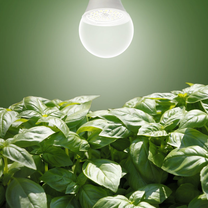 Ampoule DEL à spectre complet pour plantes d'intérieur, jardins et tentes de culture - fruits et légumes