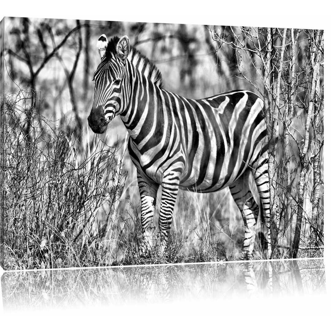 Leinwandbild Einsames Zebra in Monochrom