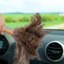 Brosse