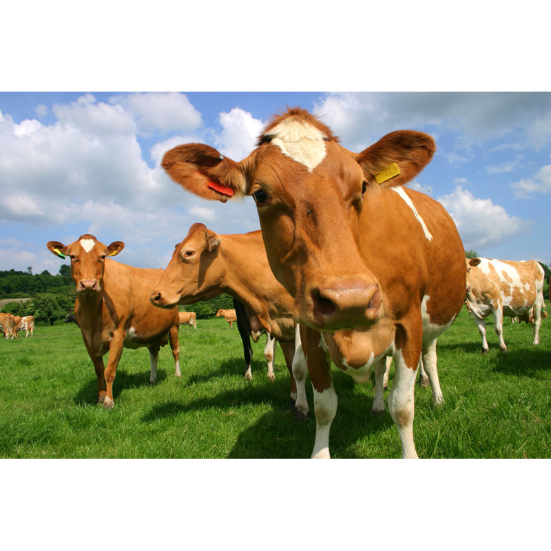 Guernsey Cows - Wrapped Canvas Print, 20cm H x 30cm W x 3.8cm D