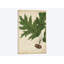 «Oak Leaves & Acorns II», impression sur toile-32896586-72225543-72225544