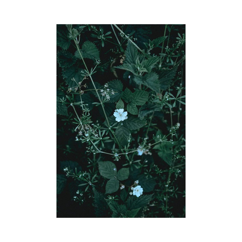 Greenery - Print on Canvas, Wrapped Canvas, 20.32 cm H x 30.48 cm W
