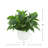 Rohdea Japonica Bush in Round Planter