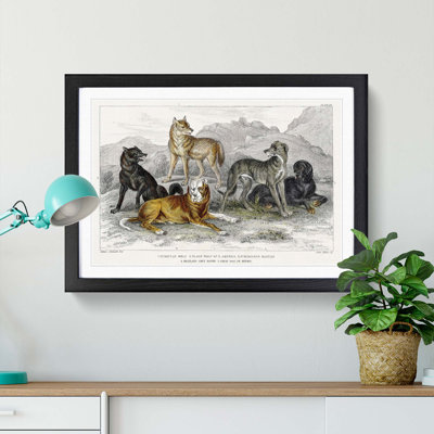 Wolves & Hounds by Oliver Goldsmith - Picture Frame Painting Print