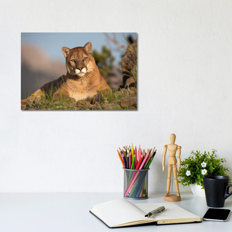 Mountain Lion Portrait, North America II 1 Piece Wrapped Canvas Wall Art, 20.32 cm H x 30.48 cm W