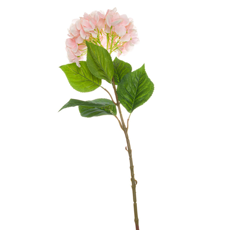 Anastasija Arrangement