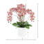 Orchids Arranged in Fiberstone Planter-427188113