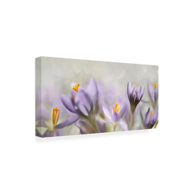 Bolog Heidi Westum Spring Flowers Canvas Art