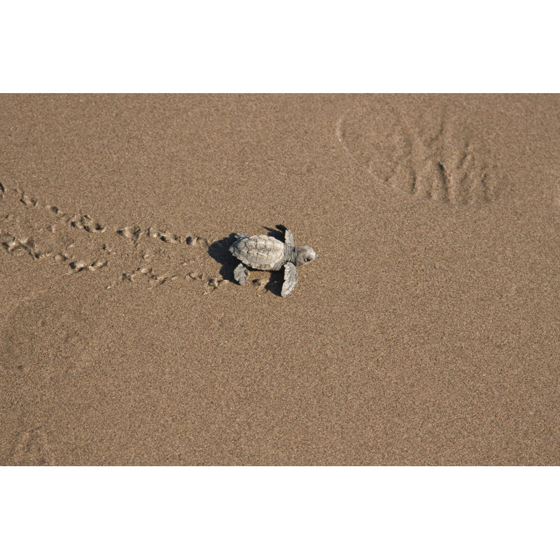 Footprints In The Sand by Derek Neumann - Wrapped Canvas Print, 81cm H x 122cm W x 3.8cm D