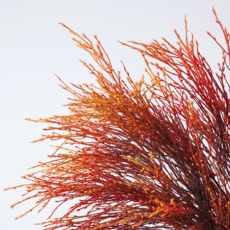 Fiery Pampas Plumes - Orange, jaune, ombre, fontaine dans un vase noir et blanc