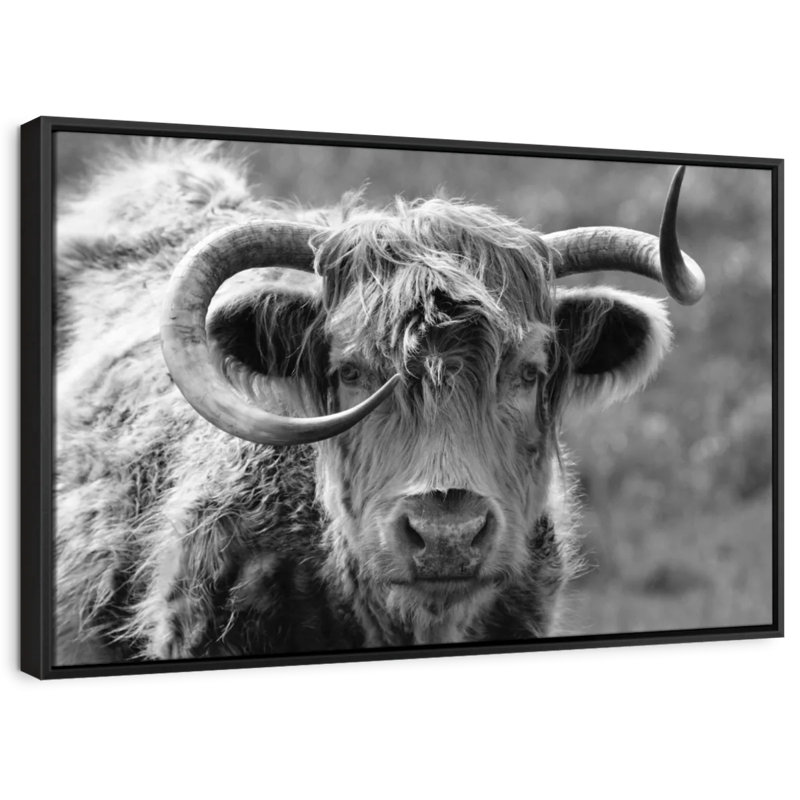 Animal «Vache Highland», H 31 po x l 21 po