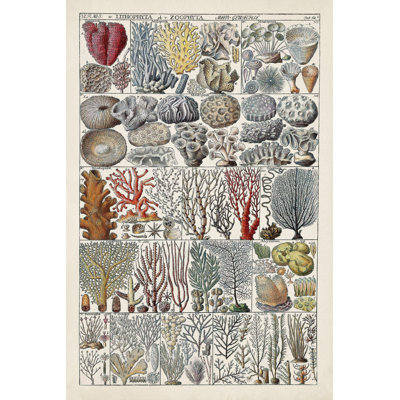 Corail