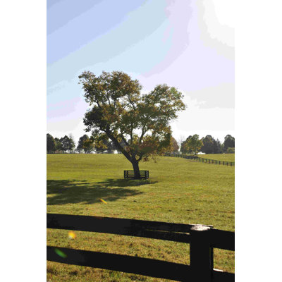 Arbre dans un champ - Photographie sur toile tendue