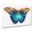 Idomeneus Butterfly by George Shaw - Wrapped Canvas-55359796