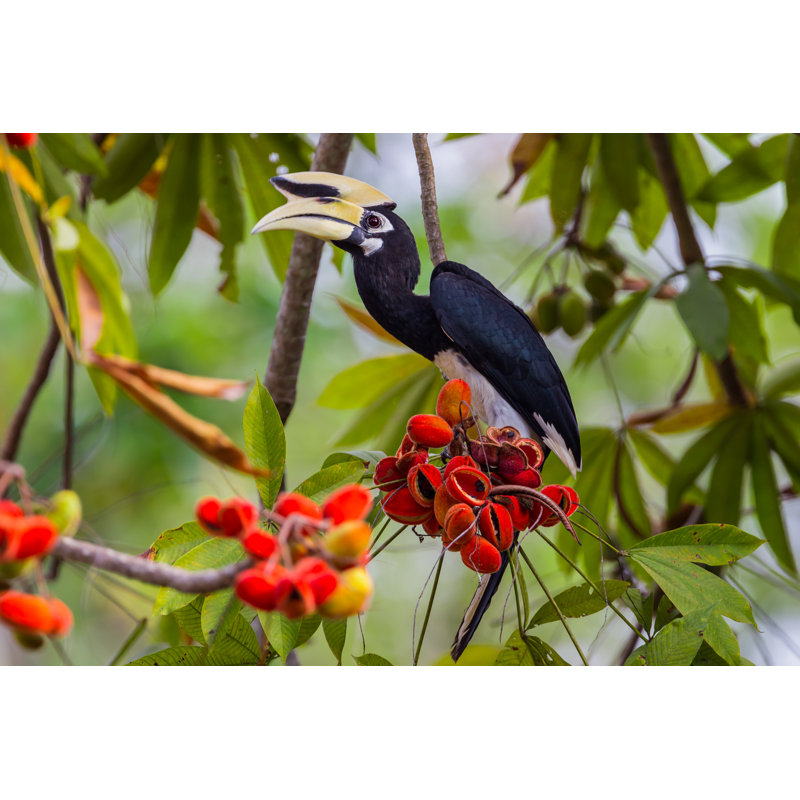 Oriental Pied Hornbill - Wrapped Canvas Print, 30cm H x 46cm W x 3.8cm D