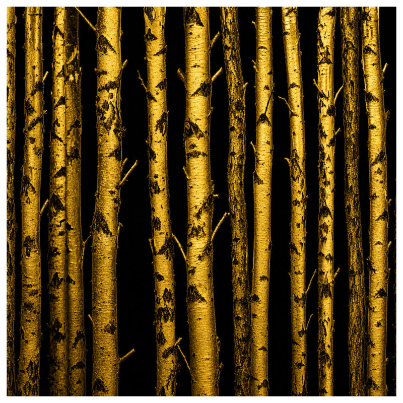 Rideaux de douche Golden Birch Trees, L 70 po x H 93 po