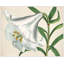 White Blooms 1' Framed Print on Canvas