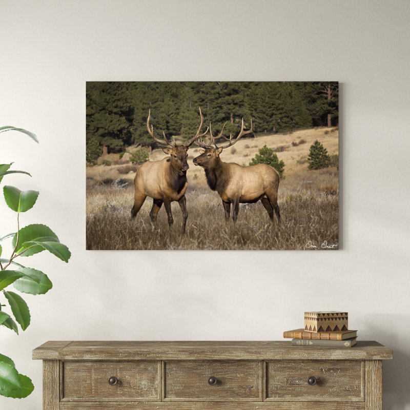 Elk Study IV, H 32 po x l 48 po x P 1,25 po