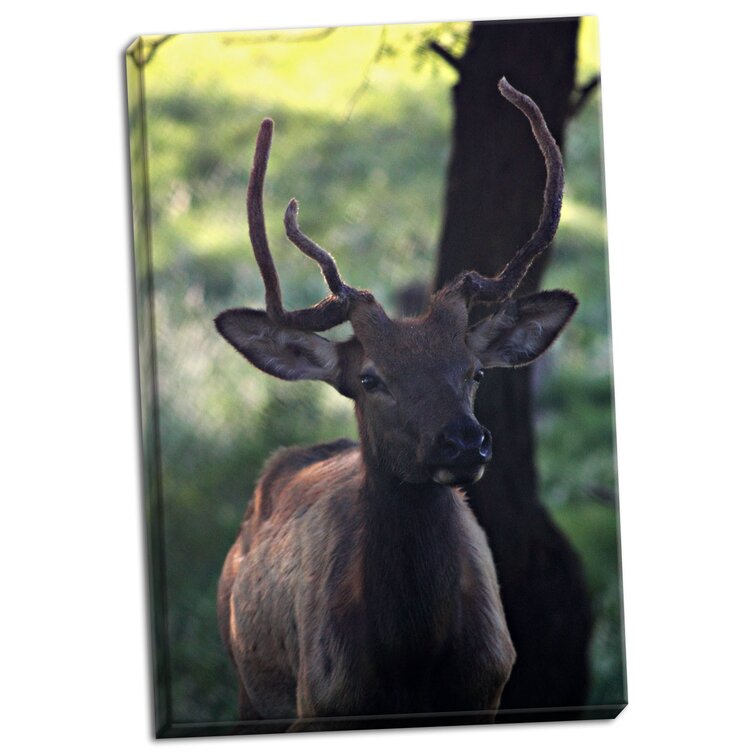 Millwood Pines 'elk I' Photographic Print On Wrapped Canvas - Wayfair 