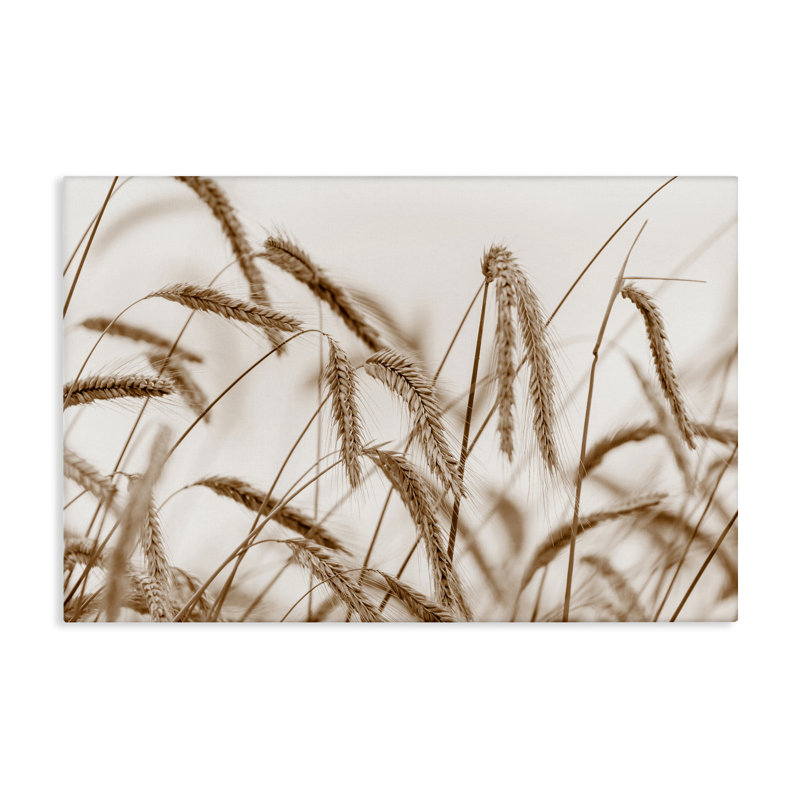 «Windswept Wheat Sprig», art mural sur toile par Nancy Crowell, H 30 po x l 45 po