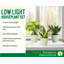 Live Low Light Houseplant Set-109179381