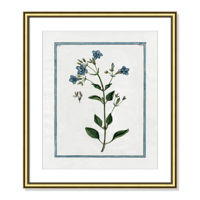 Colombe "Shabby Elegance Botanical II" Print