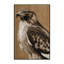  Tapis lavable Northern Goshawk Birds-292473740