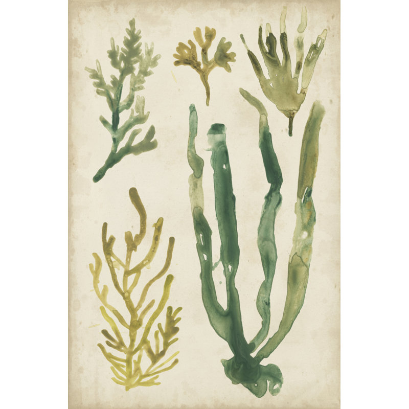 Vintage Sea Fronds VI 1 Piece Wrapped Canvas Painting, 46cm H x 30cm W