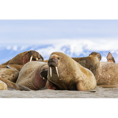Walrus Haul Out by Andrew Peacock - Wrapped Canvas Print