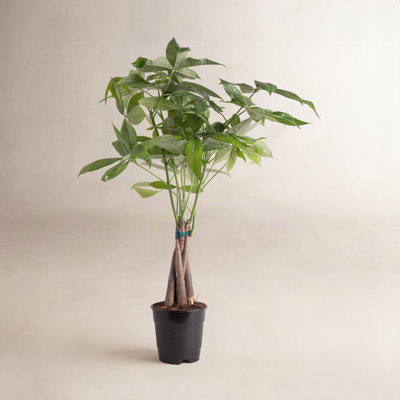 Costa Farms Braided Money Tree Plant