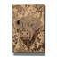 Toile épique Graffiti «Highland Cow Botanical» par Ann Klee, 40 po x 60 po-117052001