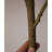 Artificial Green Maple Wabi-Sabi Flower Pot