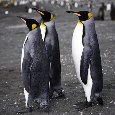 Three King Penguins by Mlenny - Wrapped Canvas Print