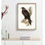 Wedge-Tailed Eagle by Elizabeth Gould - Picture Frame Painting Print-55612336-55612335
